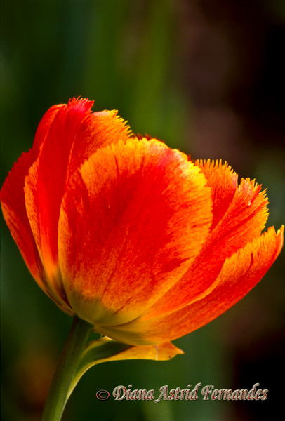 Orange-Tulip---looking-forward